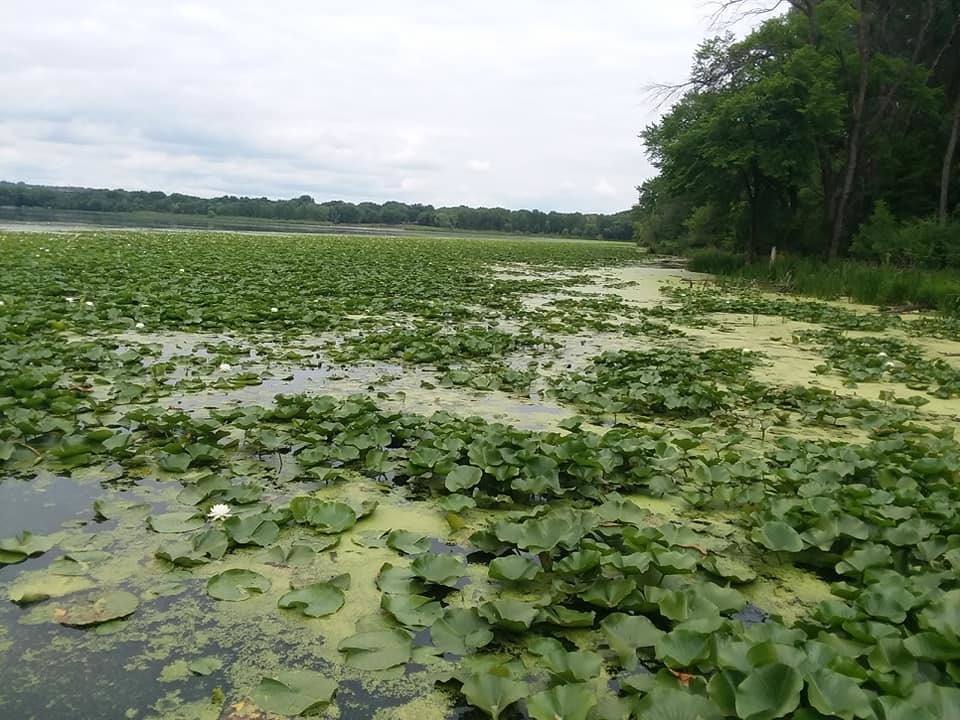 A lake full of lily pads