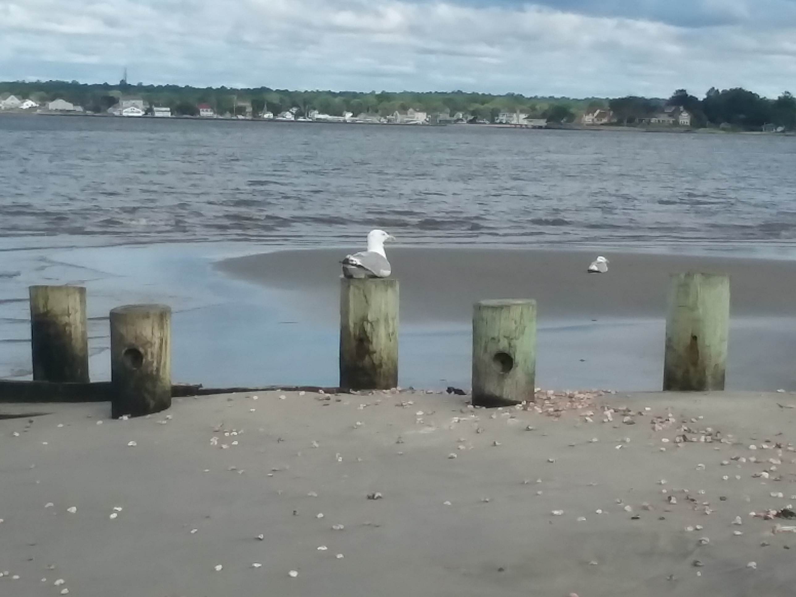 A classic image of a seagull sitting on a wooden post. Beyond, is the Atlantic Ocean.