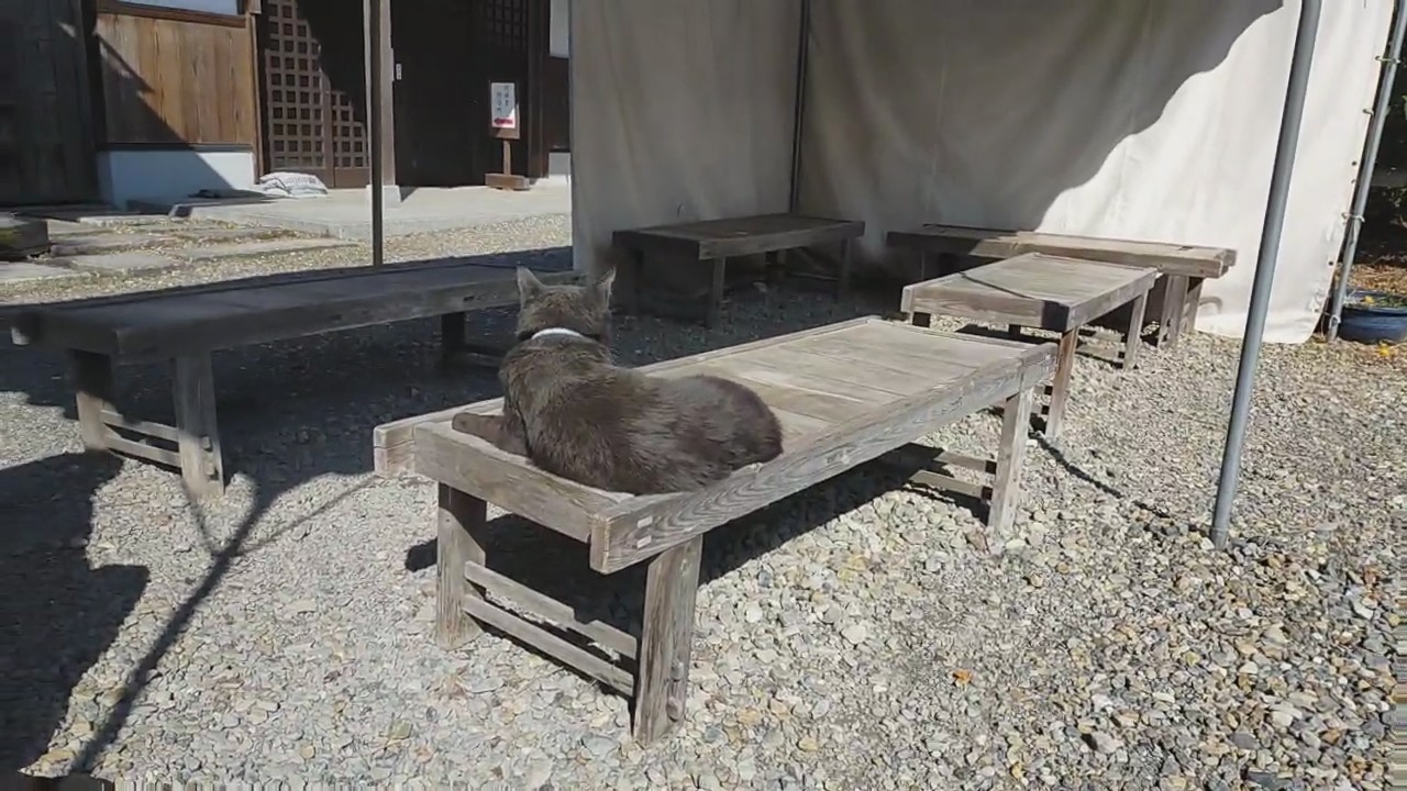 shrine kitty