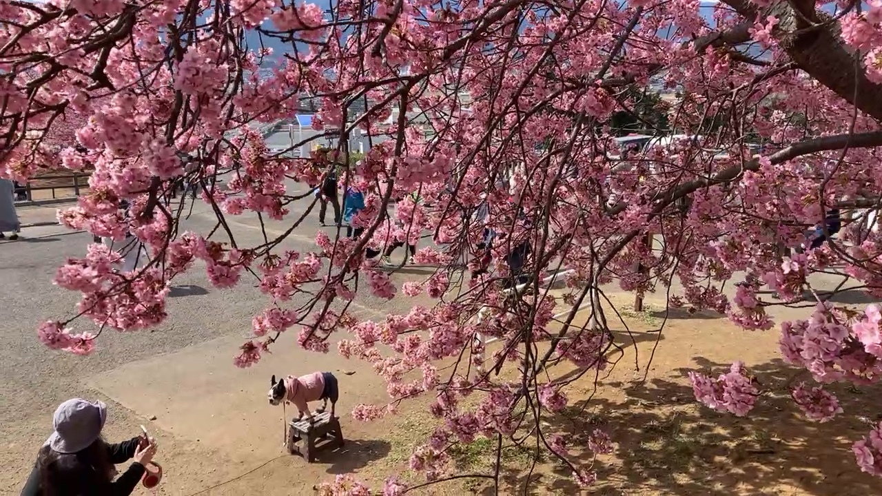Doggo poses in sakura season