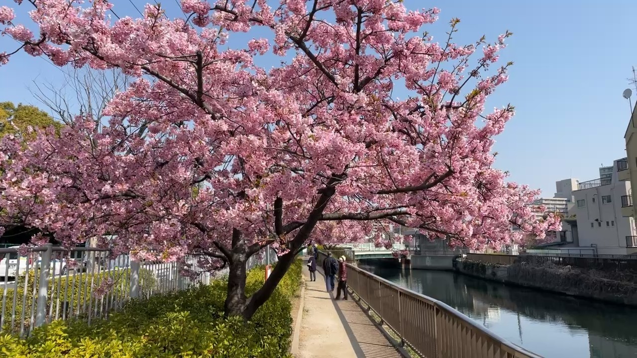 Cherry Trees in Kiba Park, Tokyo