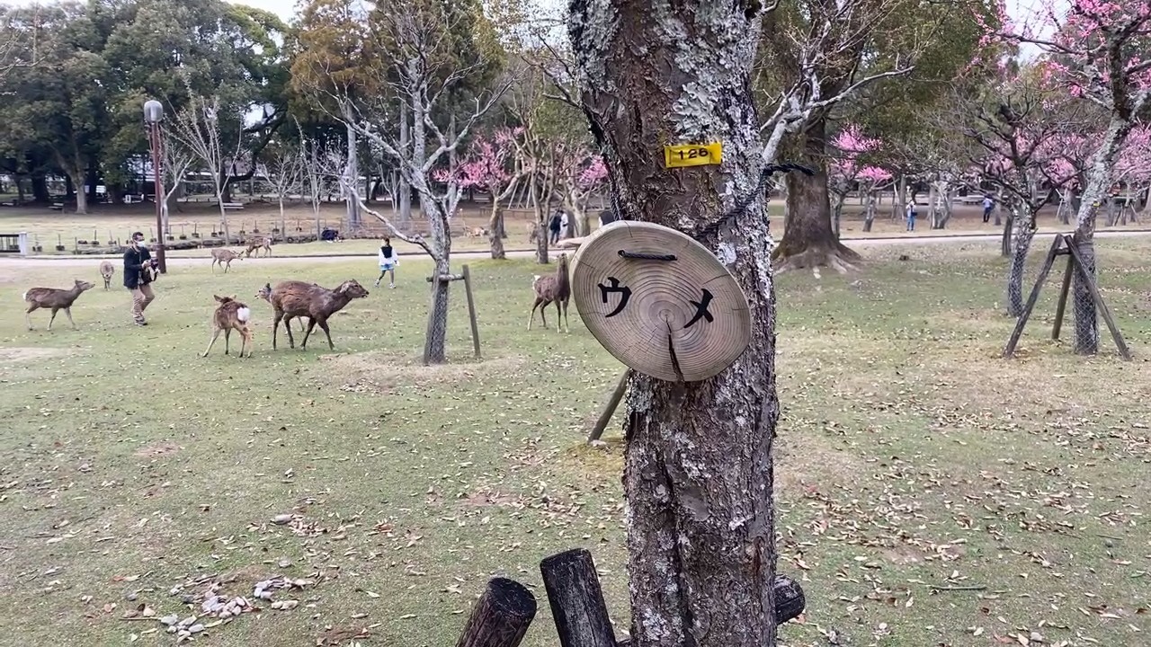 deer of Nara Park