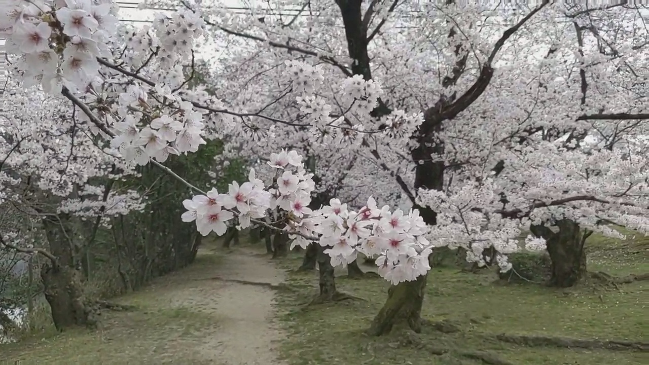 Cherry blossoms in Hiroshima