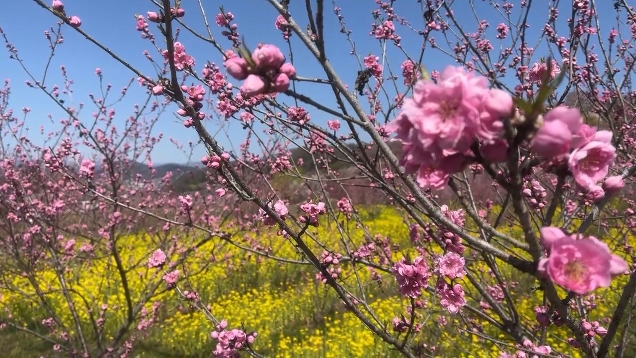Fukushima flowers