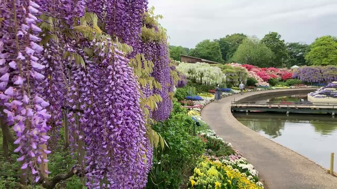 Wisteria at the flower park in Japan