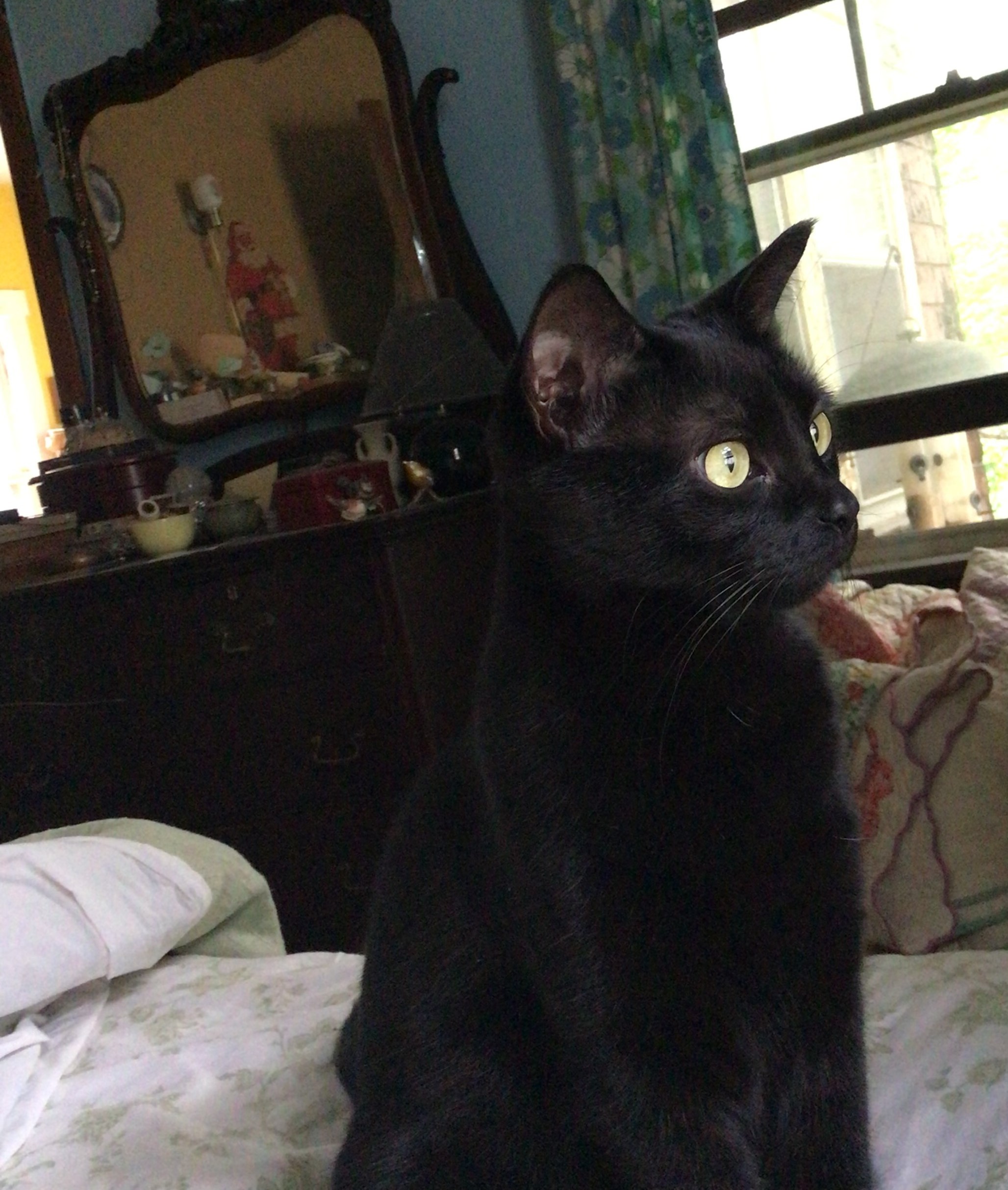 Willow looking out the window