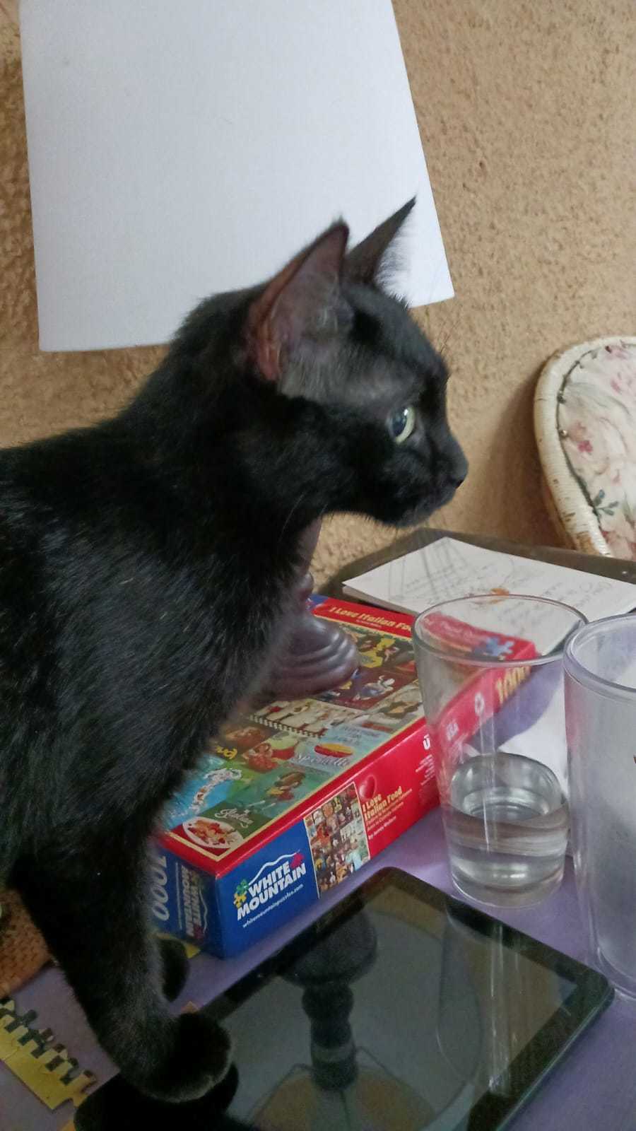 new, as yet unnamed kitteh