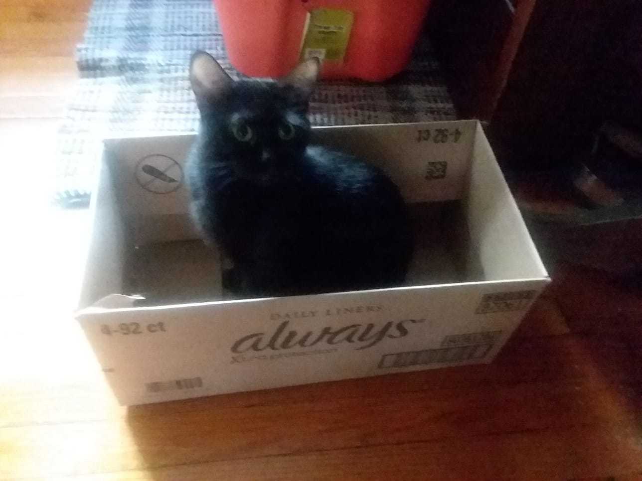 Rhubarb (a black cat) in a box, being a little loaf.