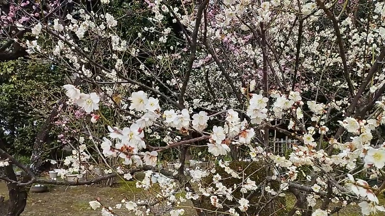 plum blossoms in Japan