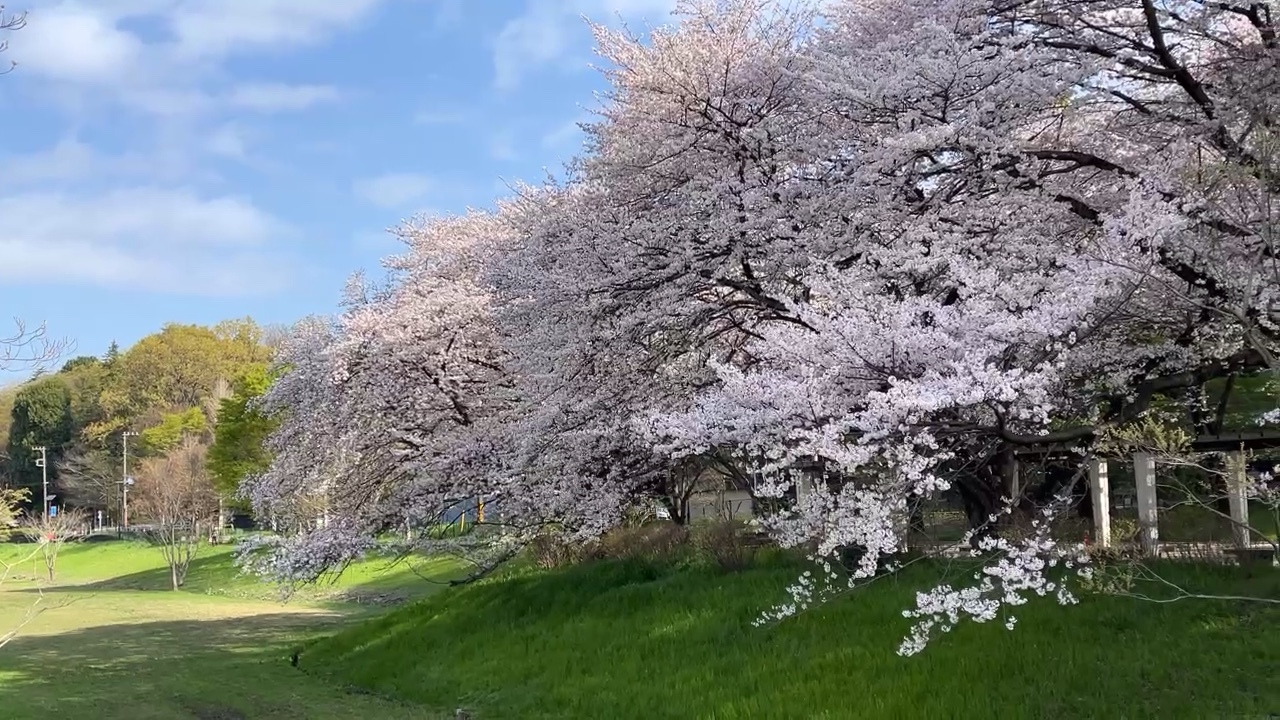 weeping cherry trees