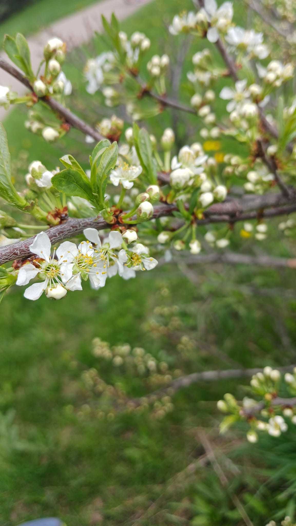 cherry blossoms