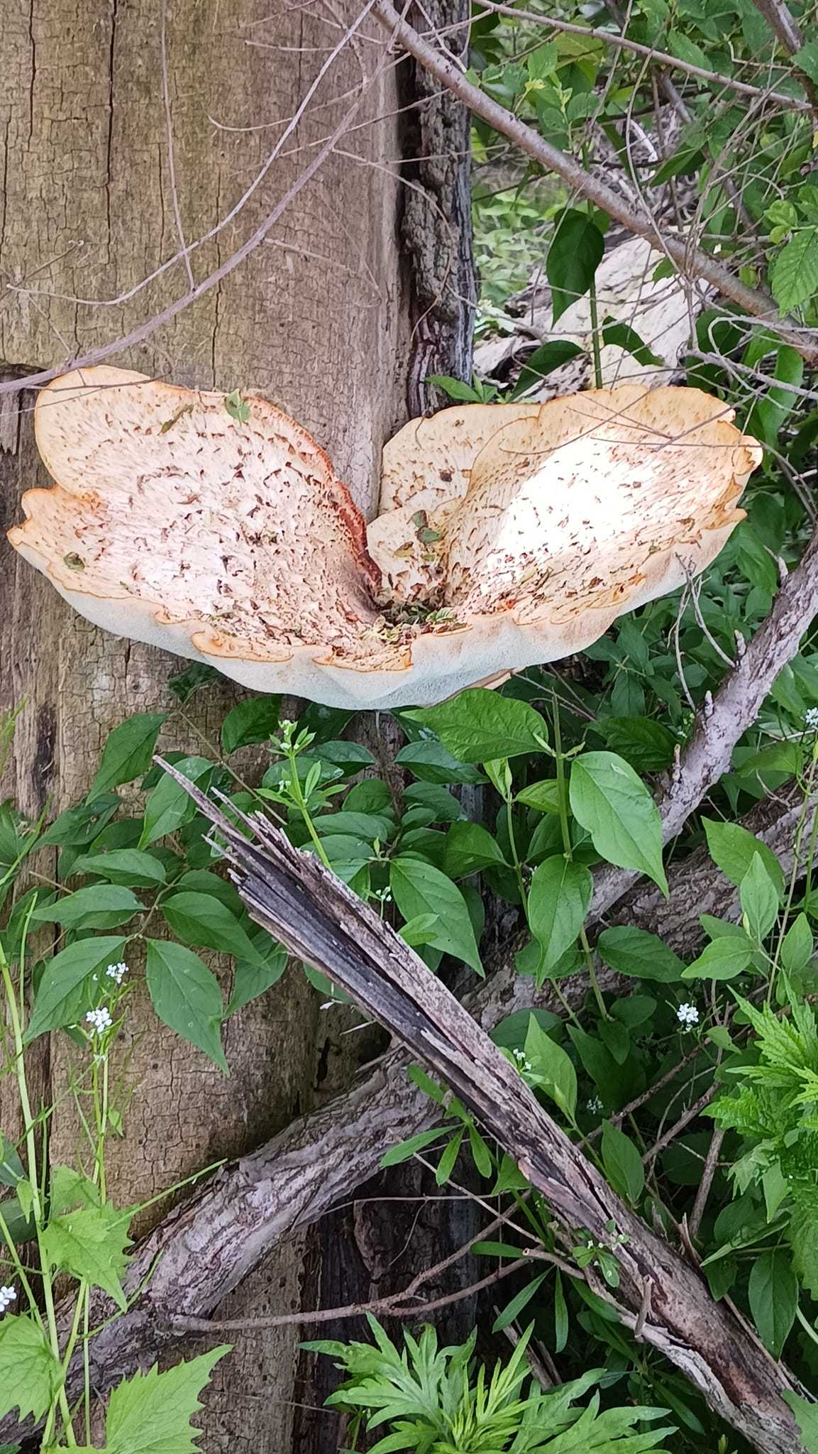 fungus amongus