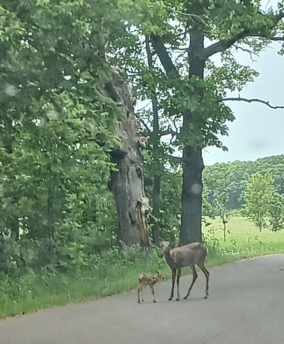 deer and fawn