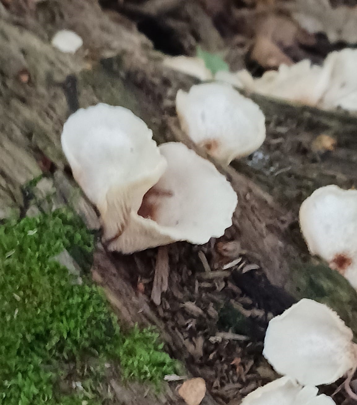 mushrooms!