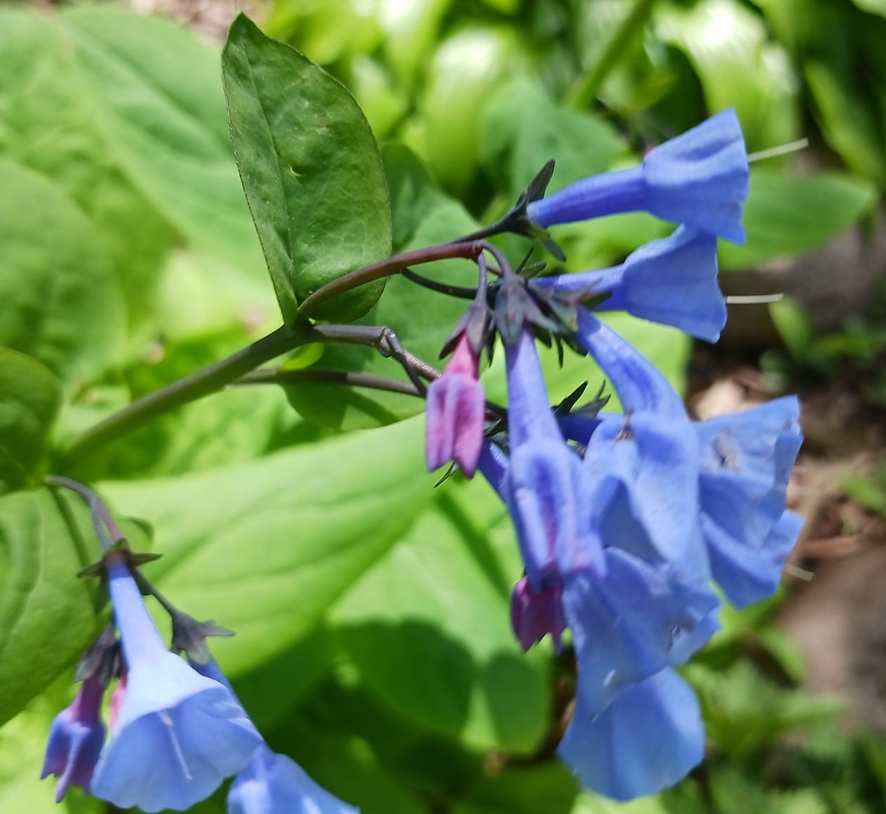 Virginia bluebells 2024 garden