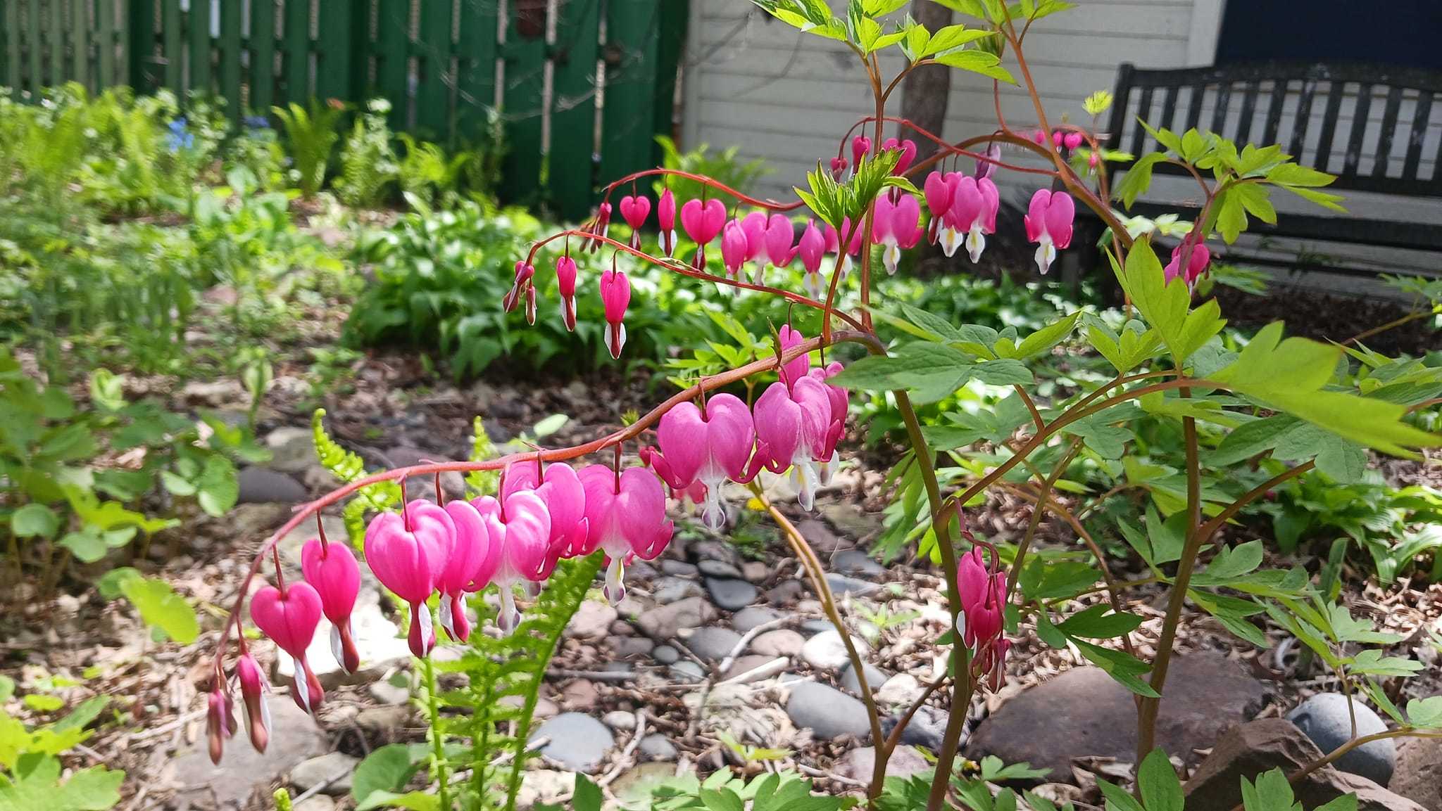 bleeding hearts, well framed