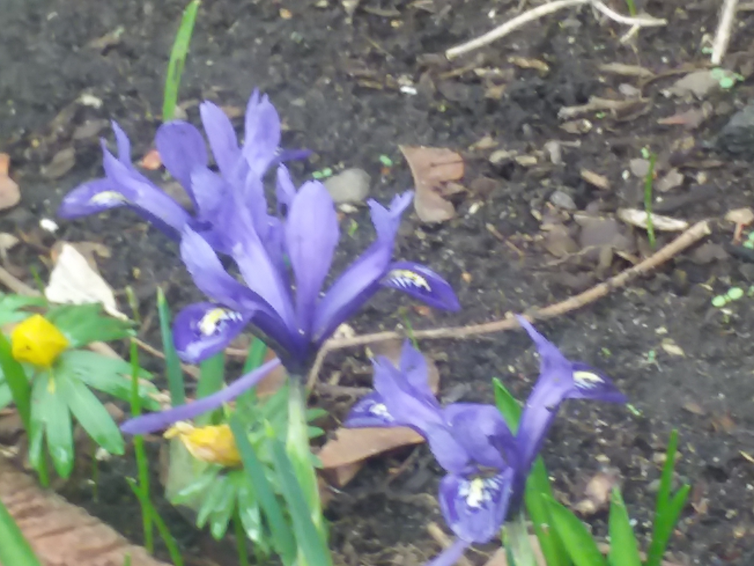 Three dwarf irises (and a yellow flower I forget what it's called.)