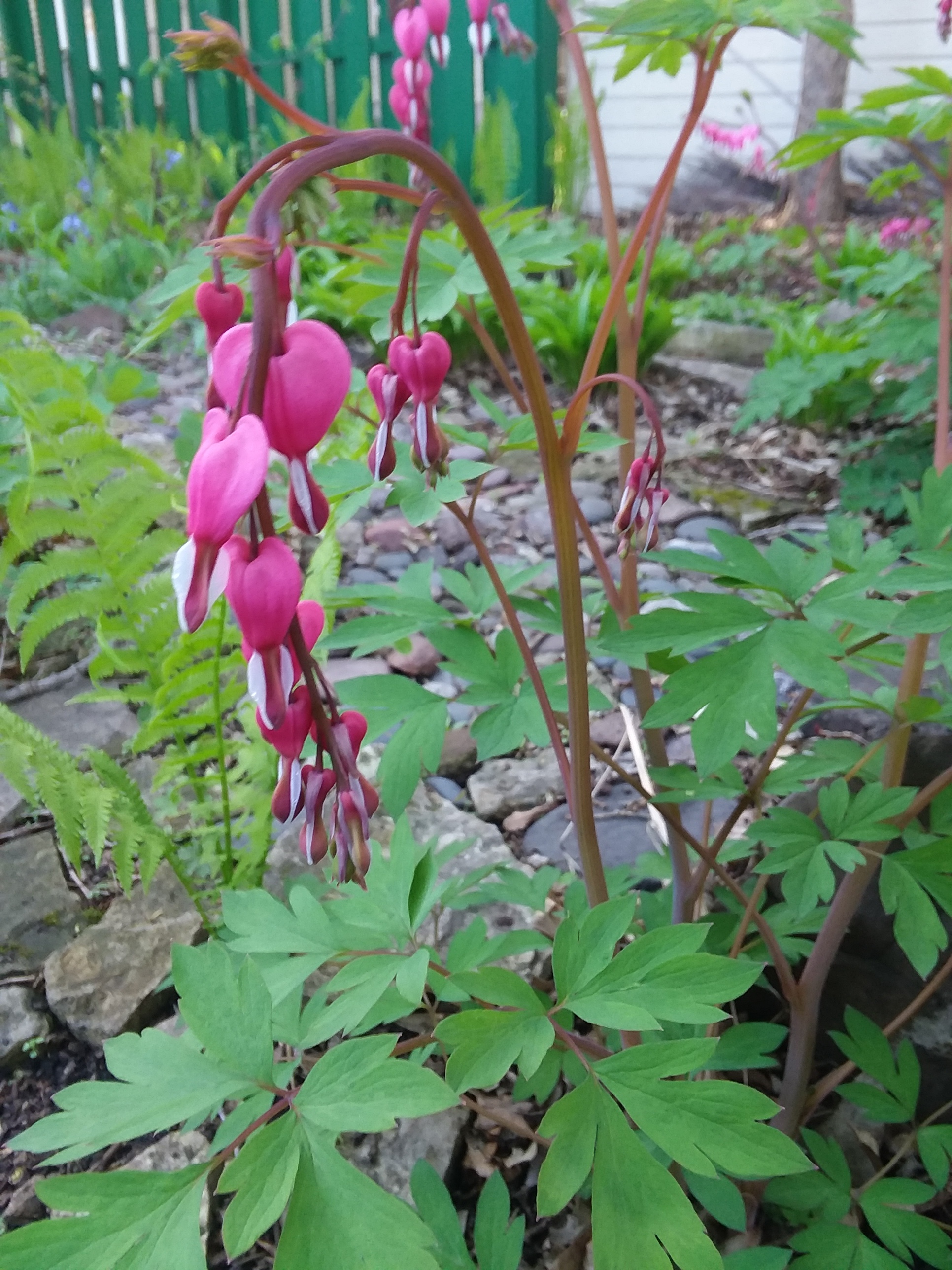 A classicly drooping strand of pink bleeding hearts