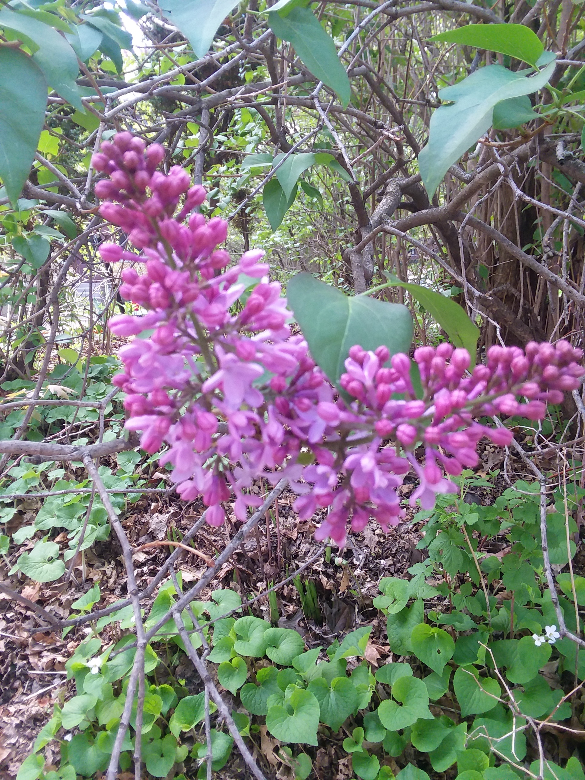 Purple lilacs beginning to bloom