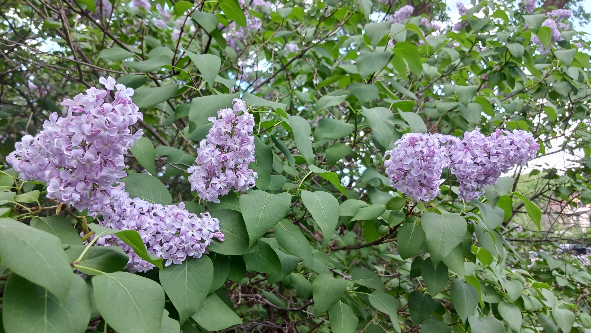 lilacs in a row