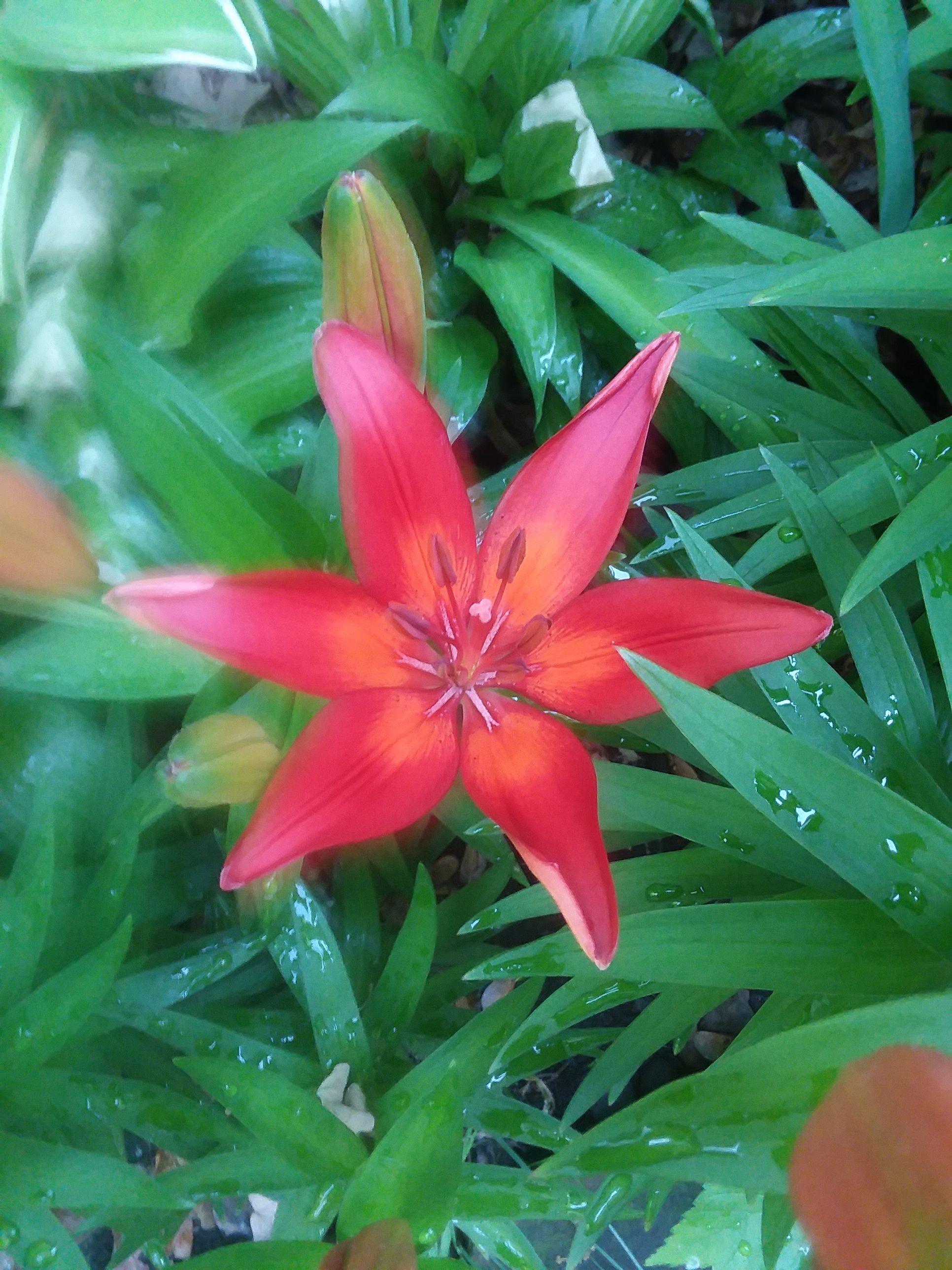 These I planted intentionally. In fact, I want to get more of these bright red Asian lilies.