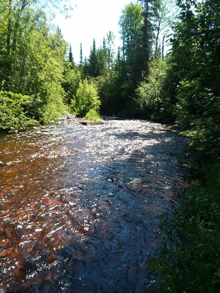 A shot down river of a creek disappearing into the woods