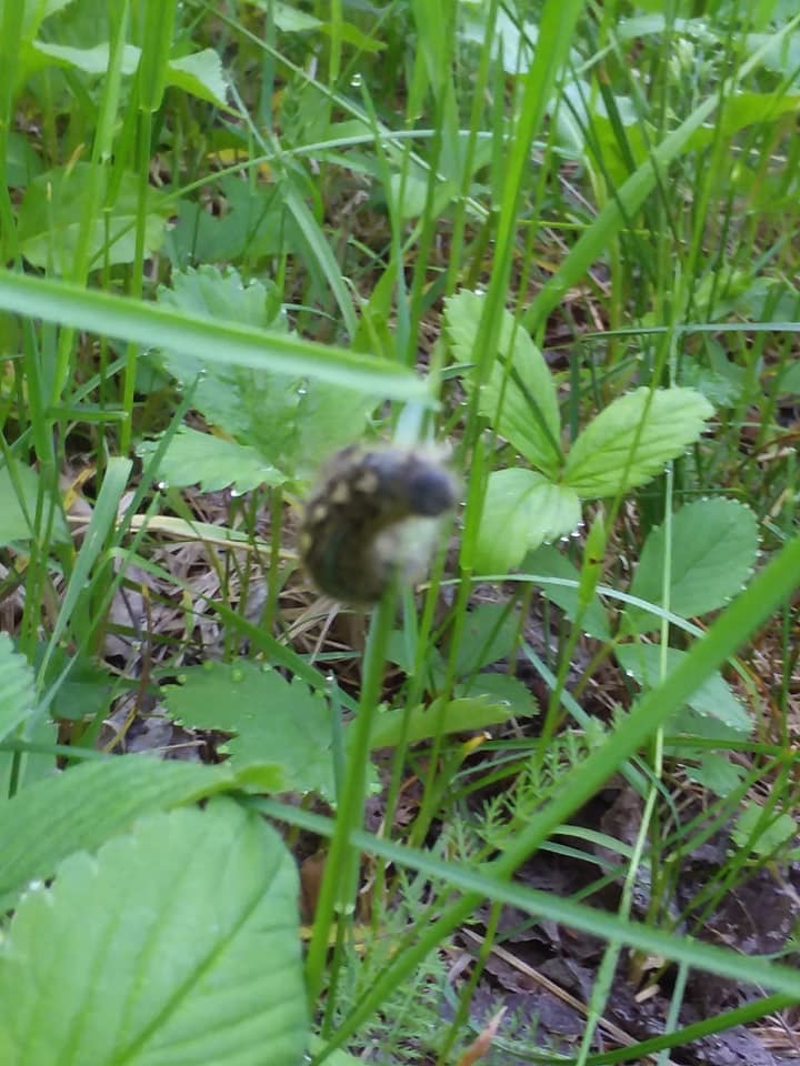 Caterpillar in the woods